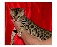 Liebevolles MiniLeoparden BengalKatzen mit Papieren whatsapp Nummer (+48731627297)