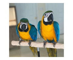Liebevolles Ara-Papageien kontaktieren whatsapp Nummer (+48731627297)