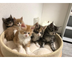 Liebevolles Maine Coon Babys Kitten mit Papieren zu verkaufen whatsapp Nummer (+48731627297)