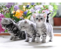 Liebevolles Britisch Kurzhaar (BKH) Katzenkinder mit Papieren whatsapp Nummer (+48731627297)