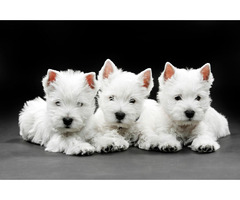 Liebevolles West Highland White Terrier Welpen whatsapp Nummer (+48731627297)
