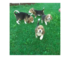 Liebevolles Beagle Welpen mit Papiere suchen ein zuhause whatsapp Nummer (+48731627297)