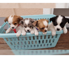 Liebevolles Mini Chihuahua Babys fur 385 euro in (Langhaar und. Kurzhaar) mit papieren whatsapp Numm