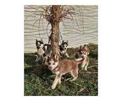 Siberian Husky Welpen