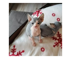 Sphynx-Kätzchen