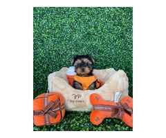 Liebevoller MINI Yorkshire Terrier Steel Blue Welpe