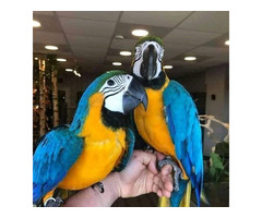 Wunderschöne Gelbbrustaras