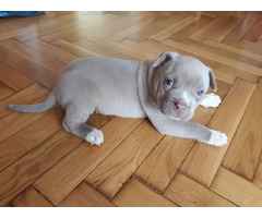 American Pit Bull Welpen Blueline